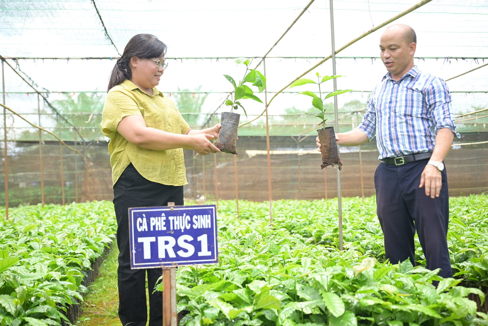 Theo Thạc sĩ Đinh Thị Tiếu Oanh, giống thực sinh TRS1 là lựa chọn hiệu quả cho tái canh đại trà với năng suất trung bình trên 5 tấn nhân/ha. Ảnh: Phạm Hoài.