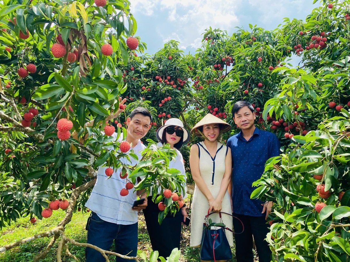 Du lịch trải nghiệm tại những vườn vải thiều ở thị xã Chũ thu hút đông đảo khách du lịch những năm gần đây. Ảnh: Đinh Mười. Du lịch trải nghiệm tại những vườn vải thiều ở thị xã Chũ thu hút đông đảo khách du lịch những năm gần đây. Ảnh: Đinh Mười.
