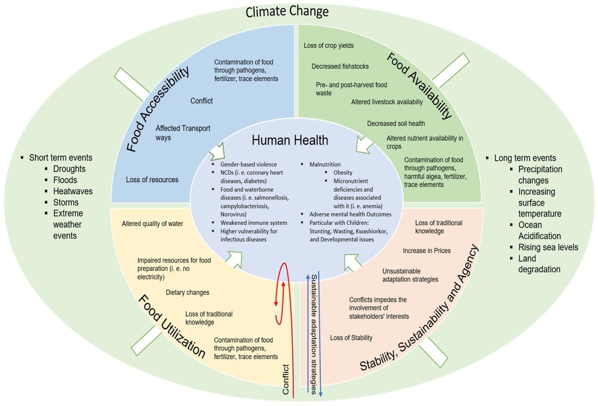 Theoretical framework on the impact of climate change on health through food and nutrition security. Photo: Baars et al. (2023).