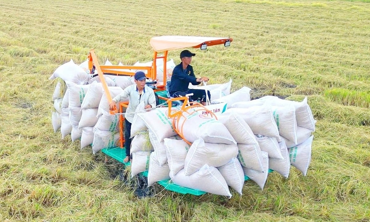 Cập nhật giá lúa gạo hôm nay 1/6/2025 mới nhất. Ảnh: Lê Hoàng Vũ