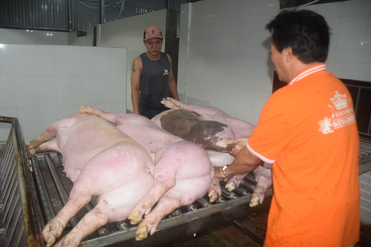 Việc kêu gọi doanh nghiệp đầu tư xây dựng cơ sở giết mổ tập trung ở Đắk Nông còn nhiều khó khăn. Ảnh: PC. Việc kêu gọi doanh nghiệp đầu tư xây dựng cơ sở giết mổ tập trung ở Đắk Nông còn nhiều khó khăn. Ảnh: PC.