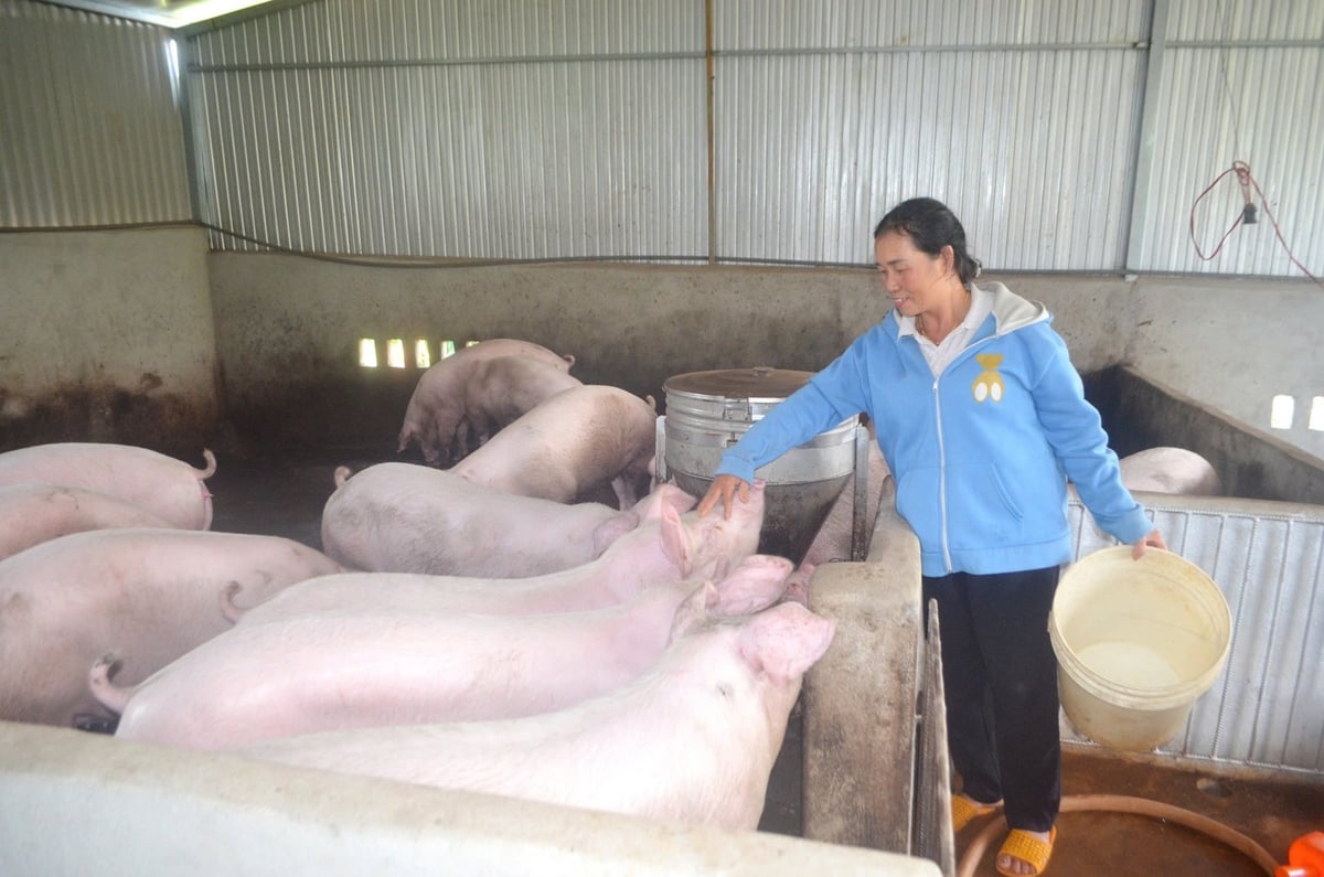 Các cơ sở giết mổ tập trung của Đắk Nông còn nhỏ lẻ chưa đủ đáp ứng nhu cầu của người dân. Ảnh: PC. Các cơ sở giết mổ tập trung của Đắk Nông còn nhỏ lẻ chưa đủ đáp ứng nhu cầu của người dân. Ảnh: PC.