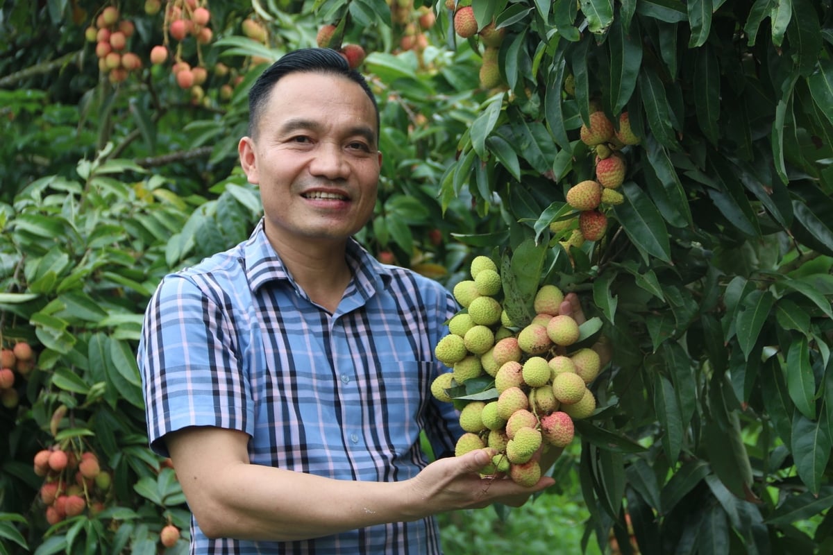 Ông Bùi Đức Văn - Chủ tịch UBND xã Hồng Giang tự tin chia sẻ với phóng viên về chất lượng vải thiều vùng có sản phẩm đạt chứng nhận OCOP 5 sao. Ảnh: Đinh Mười. Ông Bùi Đức Văn - Chủ tịch UBND xã Hồng Giang tự tin chia sẻ với phóng viên về chất lượng vải thiều vùng có sản phẩm đạt chứng nhận OCOP 5 sao. Ảnh: Đinh Mười.