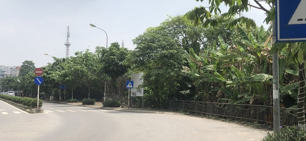 Khu đất này hiện chưa được đầu tư xây dựng hạ tầng, cây cối mọc um tùm. Ảnh: PT. Khu đất này hiện chưa được đầu tư xây dựng hạ tầng, cây cối mọc um tùm. Ảnh: PT.