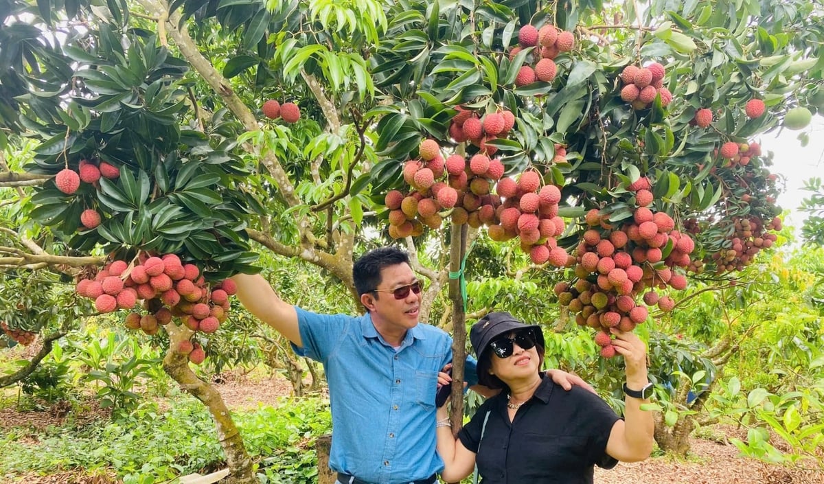 Không chỉ sản xuất vải thiều để xuất khẩu, nhiều hộ dân trồng vải còn tạo ra những khu vườn đẹp như trong tranh, thu hút đông đảo du khách đến tham quan. Không chỉ sản xuất vải thiều để xuất khẩu, nhiều hộ dân trồng vải còn tạo ra những khu vườn đẹp như trong tranh, thu hút đông đảo du khách đến tham quan.