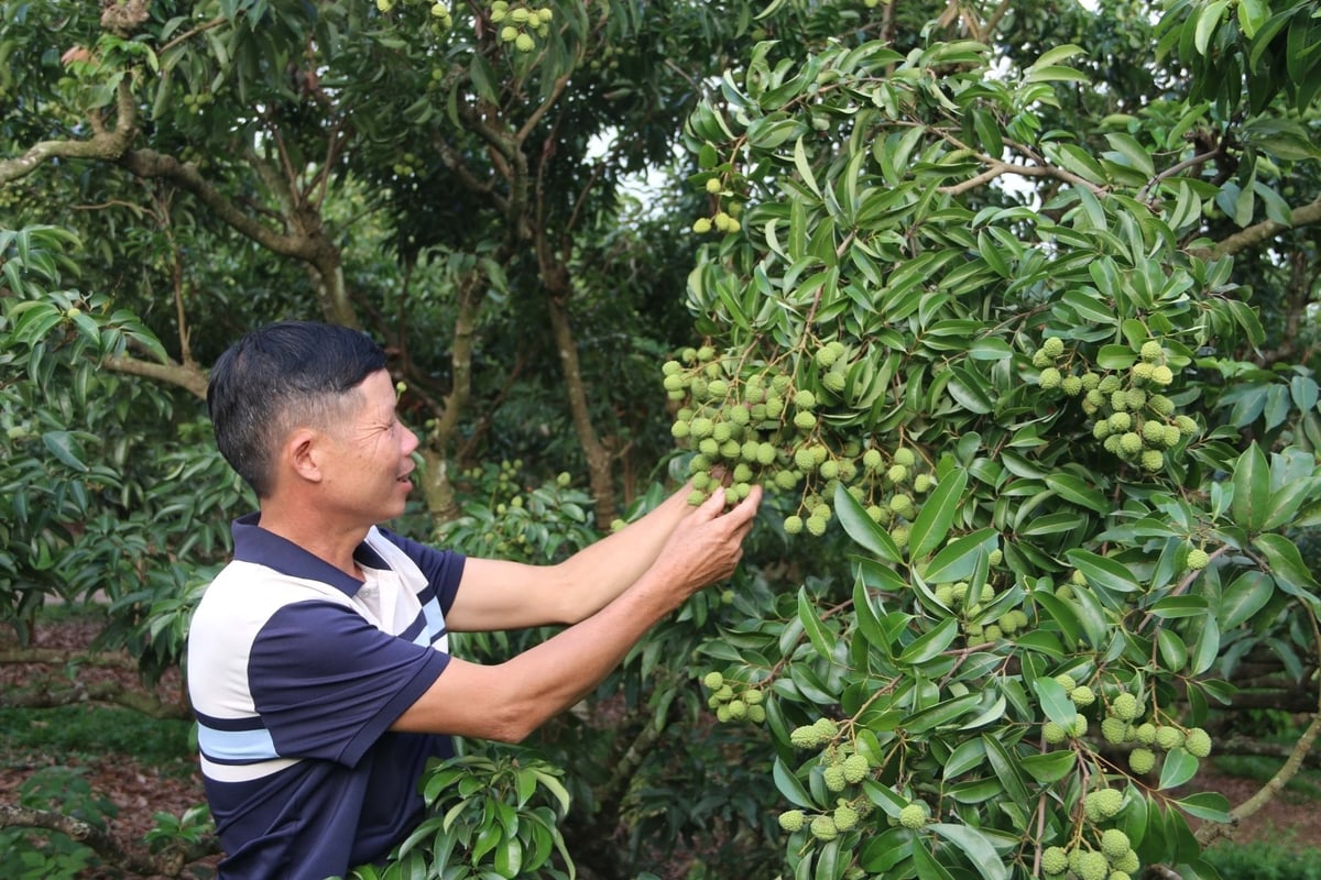 Ông Ngô Văn Hùng, một nông dân tại tổ dân phố Cầu Đền, phường Thanh Hải kiểm tra chất lượng quả vải tại vùng trồng đạt tiêu chuẩn xuất khẩu Nhật Bản. Ảnh: Đinh Mười. Ông Ngô Văn Hùng, một nông dân tại tổ dân phố Cầu Đền, phường Thanh Hải kiểm tra chất lượng quả vải tại vùng trồng đạt tiêu chuẩn xuất khẩu Nhật Bản. Ảnh: Đinh Mười.