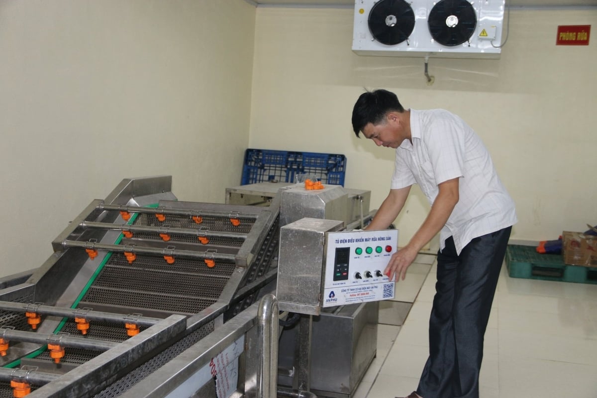 Ông Ngô Văn Liên – Giám đốc HTX Thanh Hải kiểm tra máy móc, chuẩn bị sẵn sàng thu mua vải cho người dân trong diện đã liên kết sản xuất - tiêu thụ. Ảnh: Đinh Mười.
