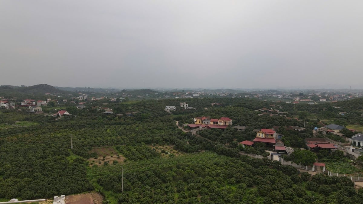 Vùng trồng vải xuất khẩu xã Phúc Hoà, huyện Tân Yên (Bắc Giang). Ảnh: Phạm Minh. Vùng trồng vải xuất khẩu xã Phúc Hoà, huyện Tân Yên (Bắc Giang). Ảnh: Phạm Minh.