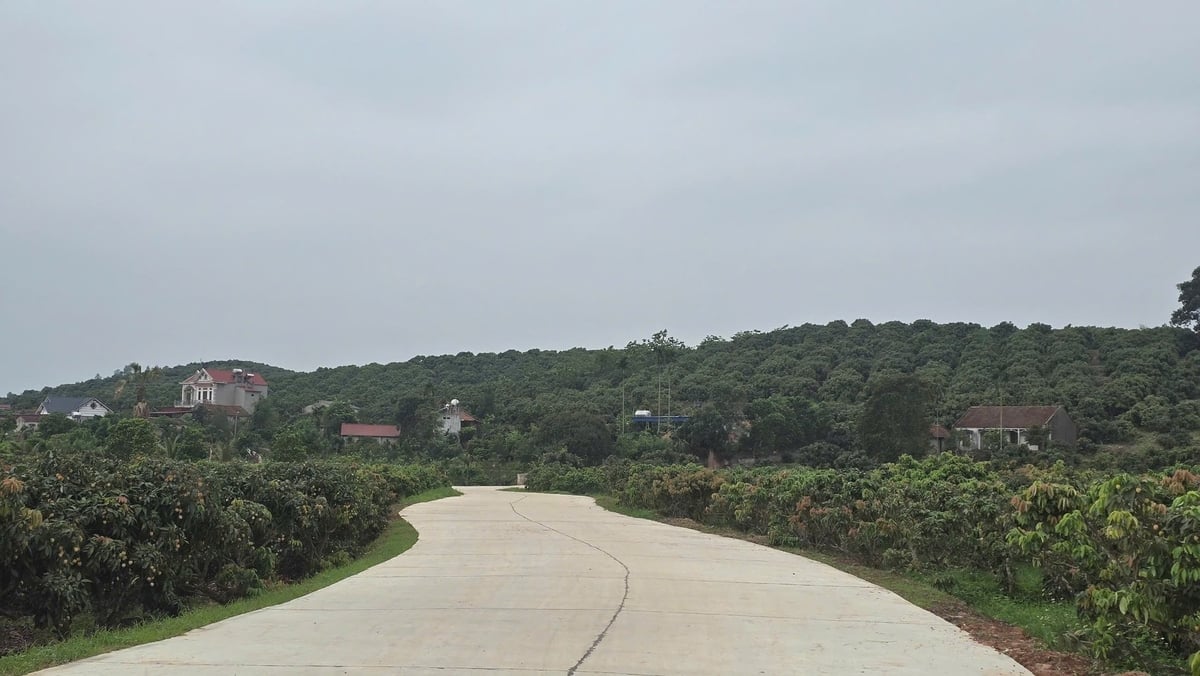 Tuyến đường tại xã Phúc Hoà (Tân Yên) được nâng cấp phục vụ kết nối tiêu thụ vải thiều. Ảnh: Đinh Mười. Tuyến đường tại xã Phúc Hoà (Tân Yên) được nâng cấp phục vụ kết nối tiêu thụ vải thiều. Ảnh: Đinh Mười.