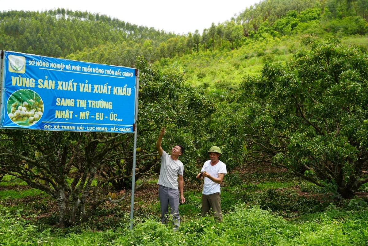Vùng trồng vải thiều theo tiêu chuẩn xuất khẩu tại tổ dân phố Cầu Đền, phường Thanh Hải, thị xã Chũ, tỉnh Bắc Giang. Ảnh: Phạm Minh.