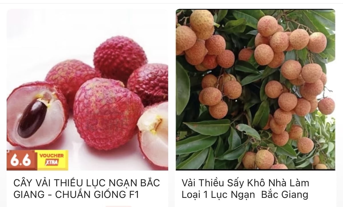 Vải thiều Lục Ngạn (Bắc Giang) đã có mặt trên các sàn TMĐT. Ảnh: Phạm Minh. Vải thiều Lục Ngạn (Bắc Giang) đã có mặt trên các sàn TMĐT. Ảnh: Phạm Minh.
