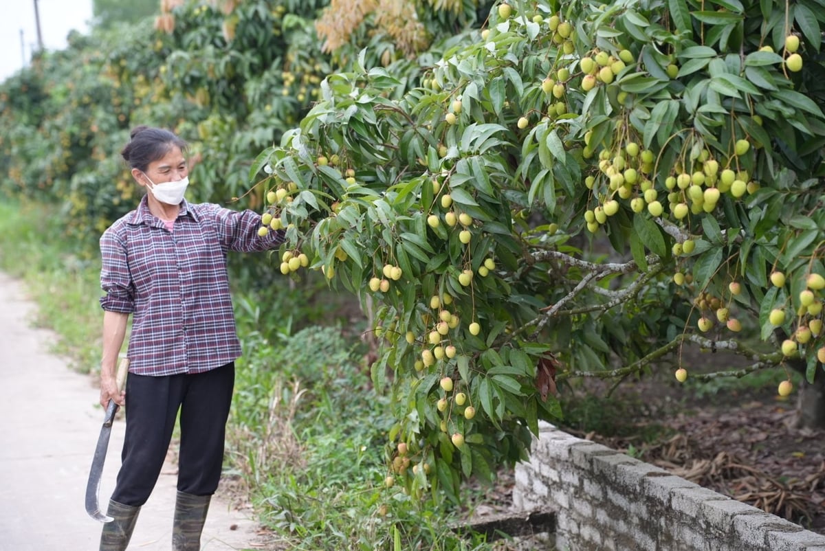 Vải thiều tại thôn Cầu Meo, xã Nam Dương, thị xã Chũ sắp đến mùa thu hoạch. Ảnh: Phạm Minh. Vải thiều tại thôn Cầu Meo, xã Nam Dương, thị xã Chũ sắp đến mùa thu hoạch. Ảnh: Phạm Minh.