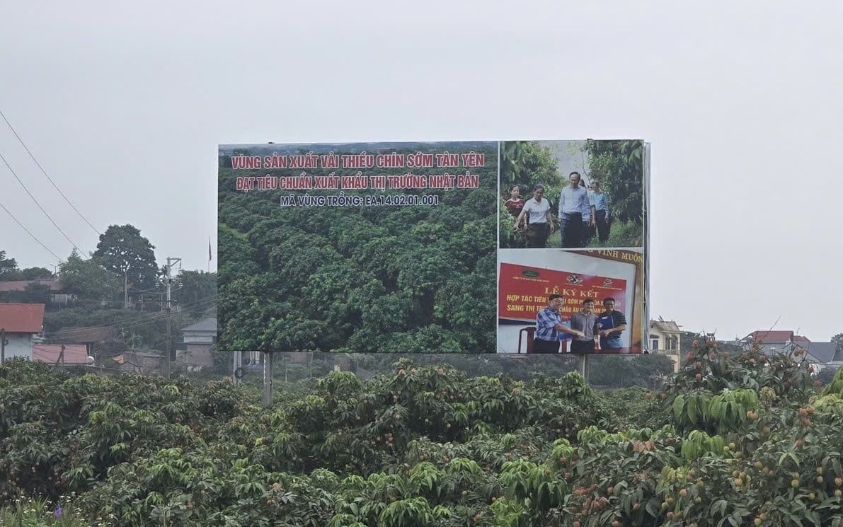 Vùng trồng vải chín sớm Tân Yên xuất khẩu đi thị trường Nhật Bản - một thị trường rất khó tính. Ảnh: Phạm Minh. Vùng trồng vải chín sớm Tân Yên xuất khẩu đi thị trường Nhật Bản - một thị trường rất khó tính. Ảnh: Phạm Minh.