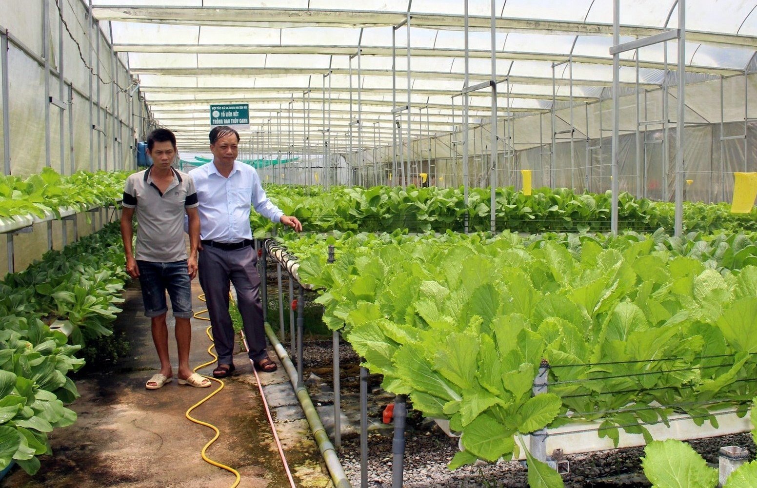 Mô hình trồng rau thủy canh ở xã Trà Tân. Ảnh: ĐB. Mô hình trồng rau thủy canh ở xã Trà Tân. Ảnh: ĐB.