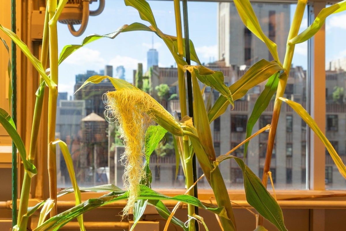 Corn growing in the Irene Rose Sohn Zegar Memorial Greenhouse on the top floor of NYU’s Center for Genomics and Systems Biology. Credit: Tracey Friedman/NYU.