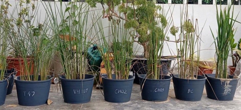 Vietseed thí nghiệm đánh giá khả năng chịu hạn của giống lúa NTS102 (cuối cùng bên phải). Ảnh: Thanh Tùng.