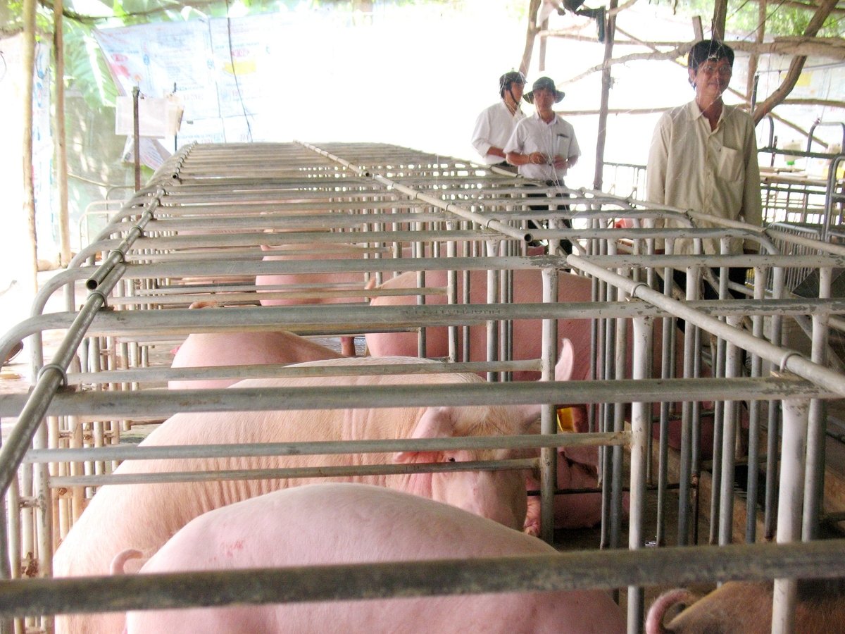 An Giang đang đẩy mạnh nuôi gia cầm, gia súc theo quy mô trang trại này được đầu tư theo mô hình khép kín, đảm bảo yêu cầu kỹ thuật chăn nuôi an toàn, sạch bệnh và bảo vệ môi trường. Ảnh: Lê Hoàng Vũ. An Giang đang đẩy mạnh nuôi gia cầm, gia súc theo quy mô trang trại này được đầu tư theo mô hình khép kín, đảm bảo yêu cầu kỹ thuật chăn nuôi an toàn, sạch bệnh và bảo vệ môi trường. Ảnh: Lê Hoàng Vũ.