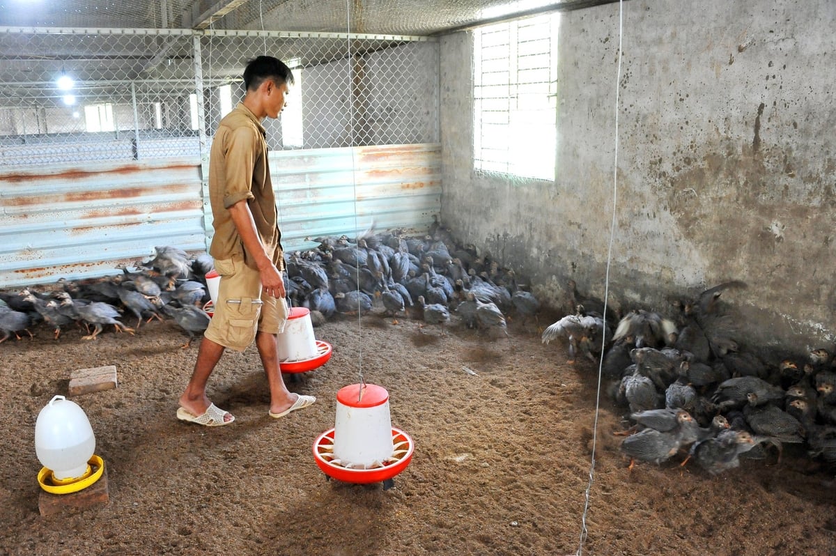 Tính đến nay, tổng đàn trâu bò của tỉnh đạt gần 45.000 con, đàn heo đạt gần 125.000 con và tổng đàn gia cầm đạt gần 7,9 triệu con. Ảnh: Lê Hoàng Vũ. Tính đến nay, tổng đàn trâu bò của tỉnh đạt gần 45.000 con, đàn heo đạt gần 125.000 con và tổng đàn gia cầm đạt gần 7,9 triệu con. Ảnh: Lê Hoàng Vũ.
