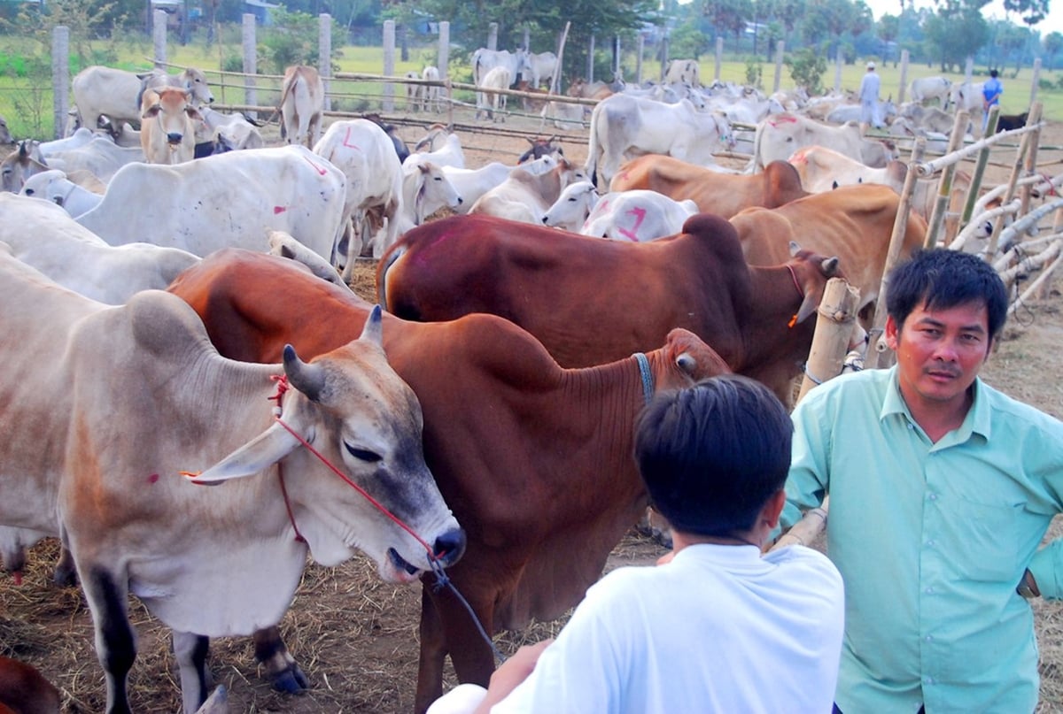 Ngoài ra, tỉnh còn khuyến khích các hộ chăn nuôi liên kết thành tổ hợp tác, hợp tác xã nhằm tạo chuỗi giá trị khép kín từ con giống, chăn nuôi, giết mổ và tiêu thụ. Ảnh: Lê Hoàng Vũ. Ngoài ra, tỉnh còn khuyến khích các hộ chăn nuôi liên kết thành tổ hợp tác, hợp tác xã nhằm tạo chuỗi giá trị khép kín từ con giống, chăn nuôi, giết mổ và tiêu thụ. Ảnh: Lê Hoàng Vũ.