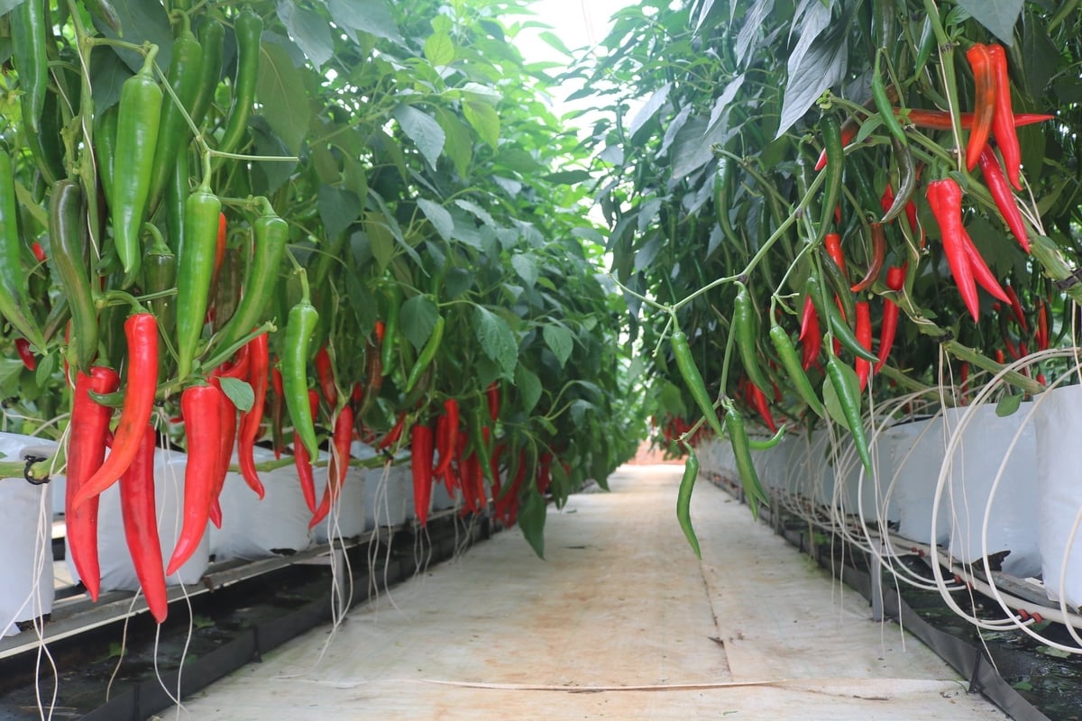 Lam Dong leads the country in high-tech agricultural acreage and has become a standout in high-tech farming nationwide.