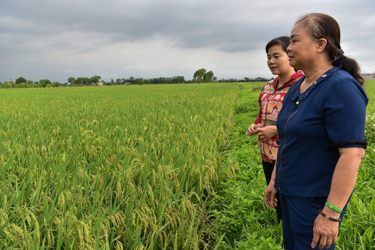 Cánh đồng sinh thái ở Đỗ Động. Ảnh: Dương Đình Tường. Cánh đồng sinh thái ở Đỗ Động. Ảnh: Dương Đình Tường.