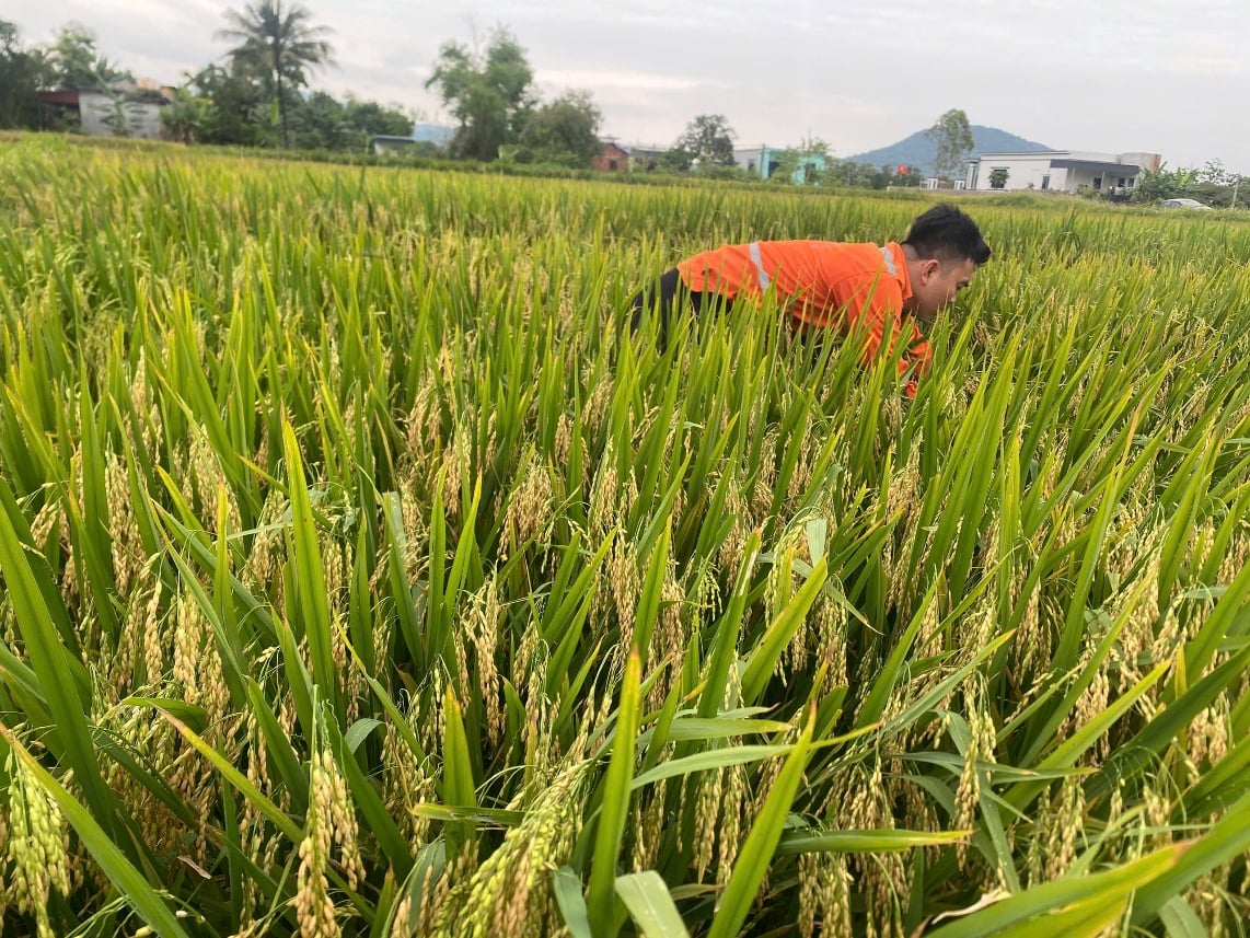 Giống lúa NTS102 triển vọng của Vietseed. Ảnh: Thanh Tùng.