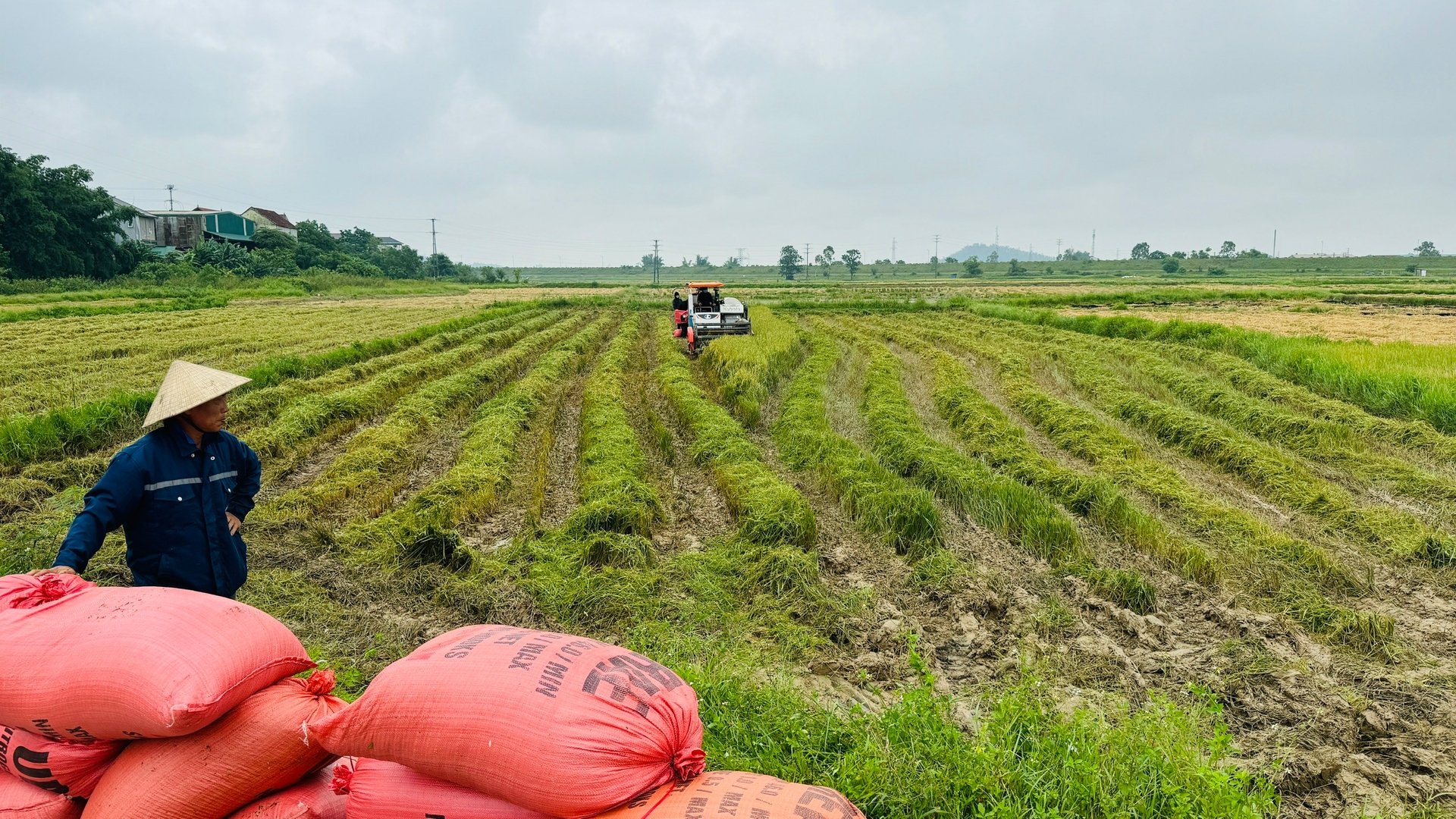 Nông dân Hà Tĩnh đang nước rút thu hoạch lúa xuân để kịp xuống giống vụ hè thu. Ảnh: Ánh Nguyệt.