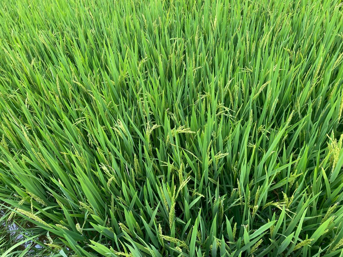 Kiểu hình triển vọng của giống lúa chịu hạn NTS003. Ảnh: Thanh Tùng.