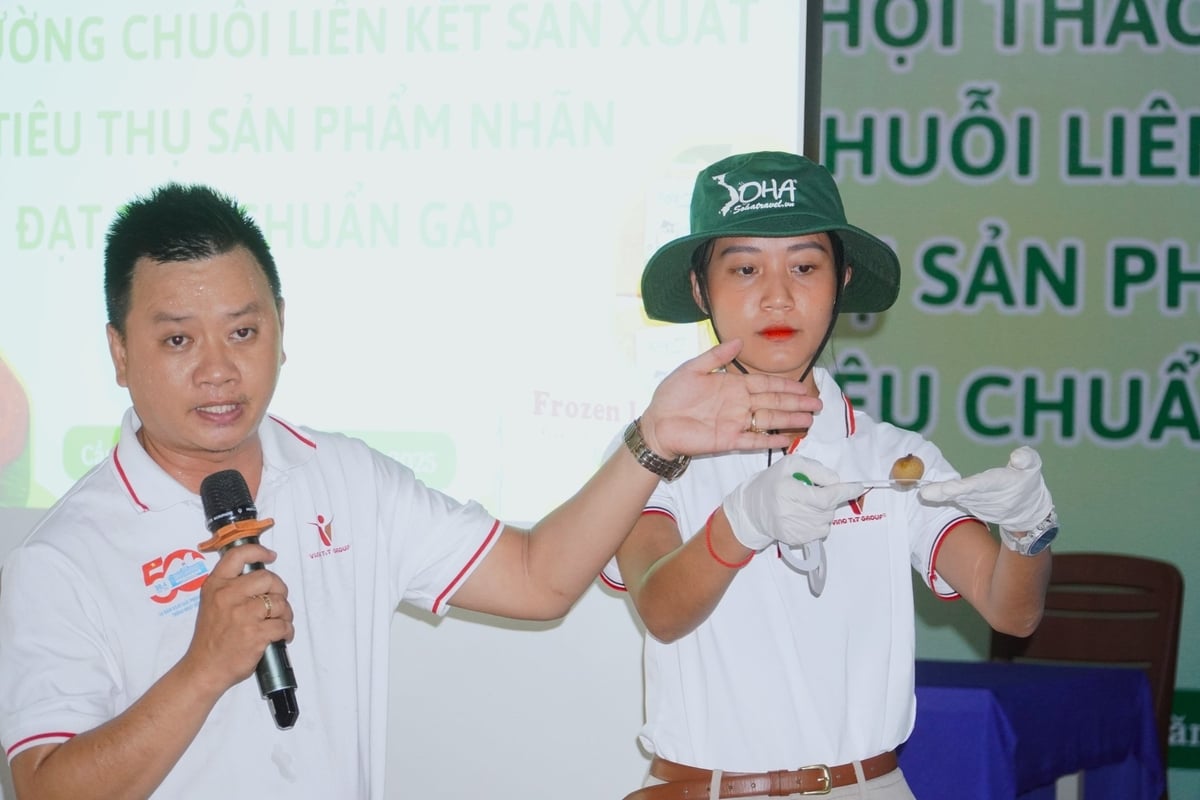Bộ phận kỹ thuật của Vina T&T Group hướng dẫn quy trình kiểm tra sản phẩm thanh nhãn theo các tiêu chuẩn trước khi xuất khẩu. Ảnh: Kim Anh. Bộ phận kỹ thuật của Vina T&T Group hướng dẫn quy trình kiểm tra sản phẩm thanh nhãn theo các tiêu chuẩn trước khi xuất khẩu. Ảnh: Kim Anh.