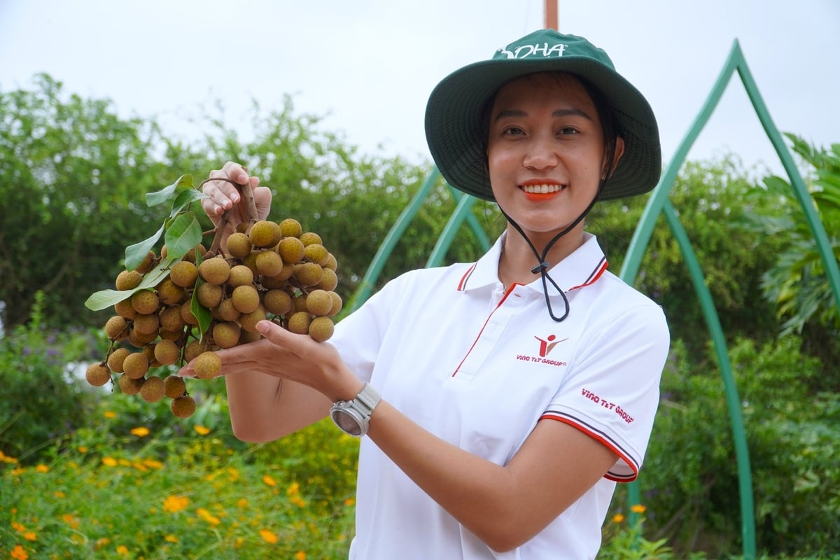 Thanh nhãn được xem là sản phẩm xuất khẩu thế mạnh của Vina T&T Group trong nhiều năm qua. Ảnh: Kim Anh. Thanh nhãn được xem là sản phẩm xuất khẩu thế mạnh của Vina T&T Group trong nhiều năm qua. Ảnh: Kim Anh.