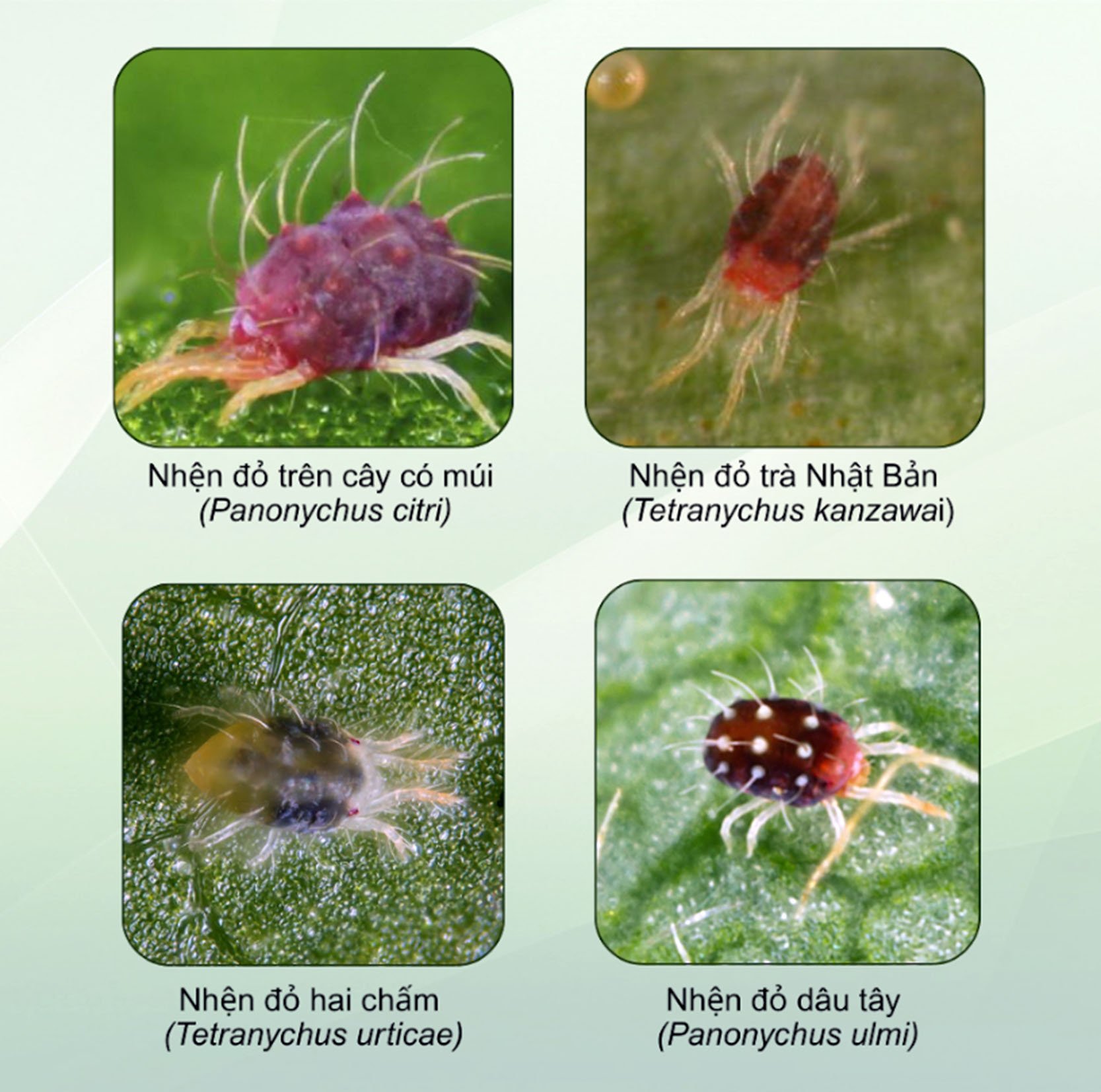 Nhện đỏ gây suy kiệt, kém phát triển, ảnh hưởng trực tiếp đến sinh trưởng của cây trồng Nhện đỏ gây suy kiệt, kém phát triển, ảnh hưởng trực tiếp đến sinh trưởng của cây trồng