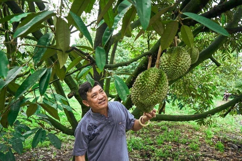 Nông dân áp dụng phương pháp quản lý dinh dưỡng cây trồng của Yara Việt Nam trên cây sầu riêng, trong đó YaraSuna là sản phẩm không thể thiếu trong quy trình. Ảnh: Yara Việt Nam.