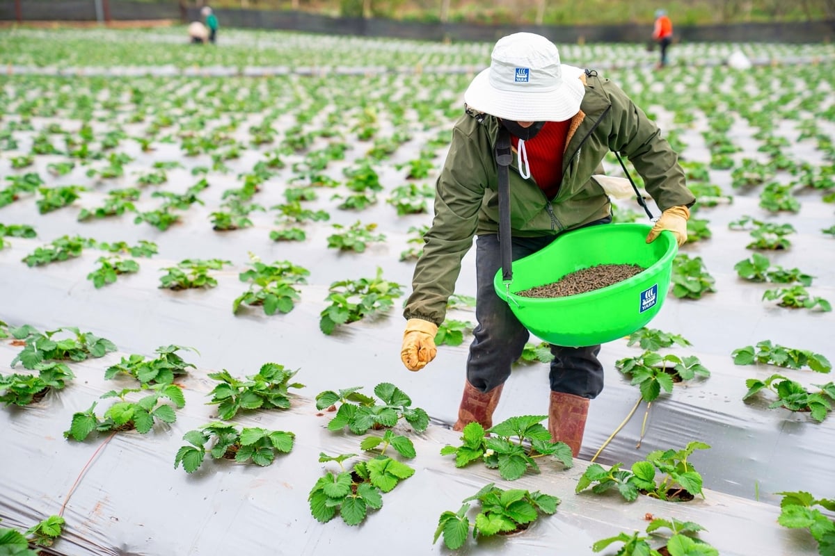 Nông dân sử dụng phân bón YaraSuna trên cây dâu tây. Ảnh: Yara Việt Nam.