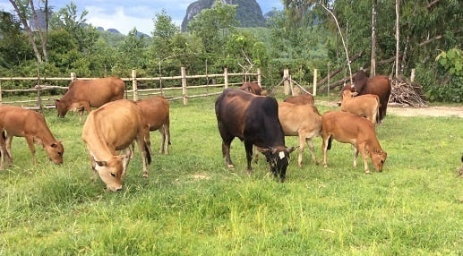 Nông dân Tuần Giáo áp dụng kỹ thuật chăn nuôi bò cho hiệu quả kinh tế cao. Ảnh: H. Châu. Nông dân Tuần Giáo áp dụng kỹ thuật chăn nuôi bò cho hiệu quả kinh tế cao. Ảnh: H. Châu.