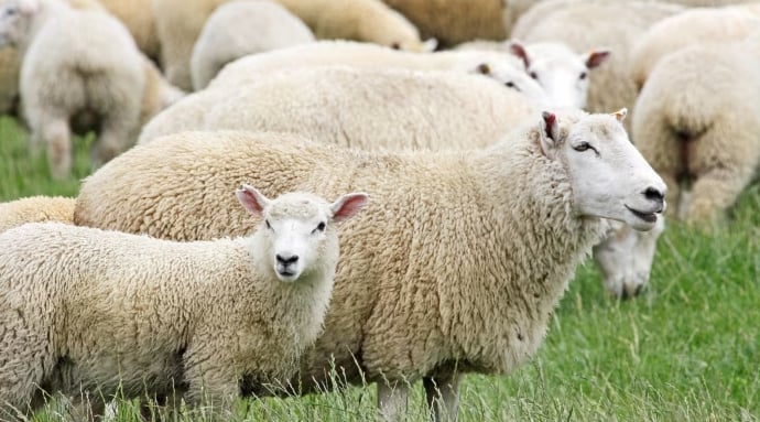 Sheep on a New Zealand farm.