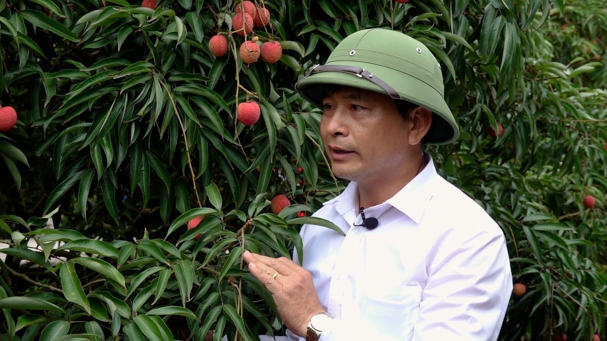 Nông dân giờ không chỉ biết chăm cây mà còn biết đọc yêu cầu của thị trường. Ảnh: Bá Thắng. Nông dân giờ không chỉ biết chăm cây mà còn biết đọc yêu cầu của thị trường. Ảnh: Bá Thắng.
