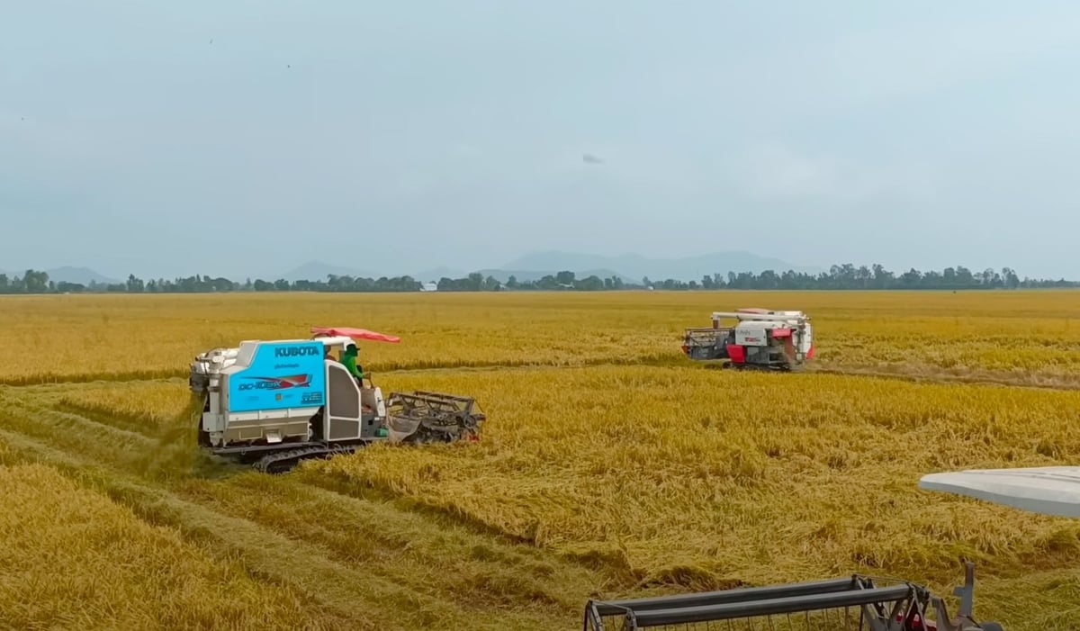 Thu hoạch lúa ở ĐBSCL. Ảnh: Sơn Trang. Thu hoạch lúa ở ĐBSCL. Ảnh: Sơn Trang.