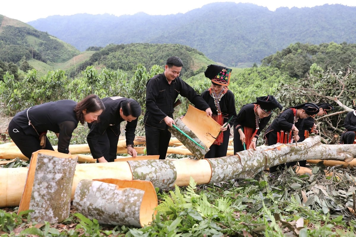 Văn Yên là thủ phủ quế lớn nhất nước ta với hơn 50.000ha. Ảnh: Thanh Tiến. Văn Yên là thủ phủ quế lớn nhất nước ta với hơn 50.000ha. Ảnh: Thanh Tiến.