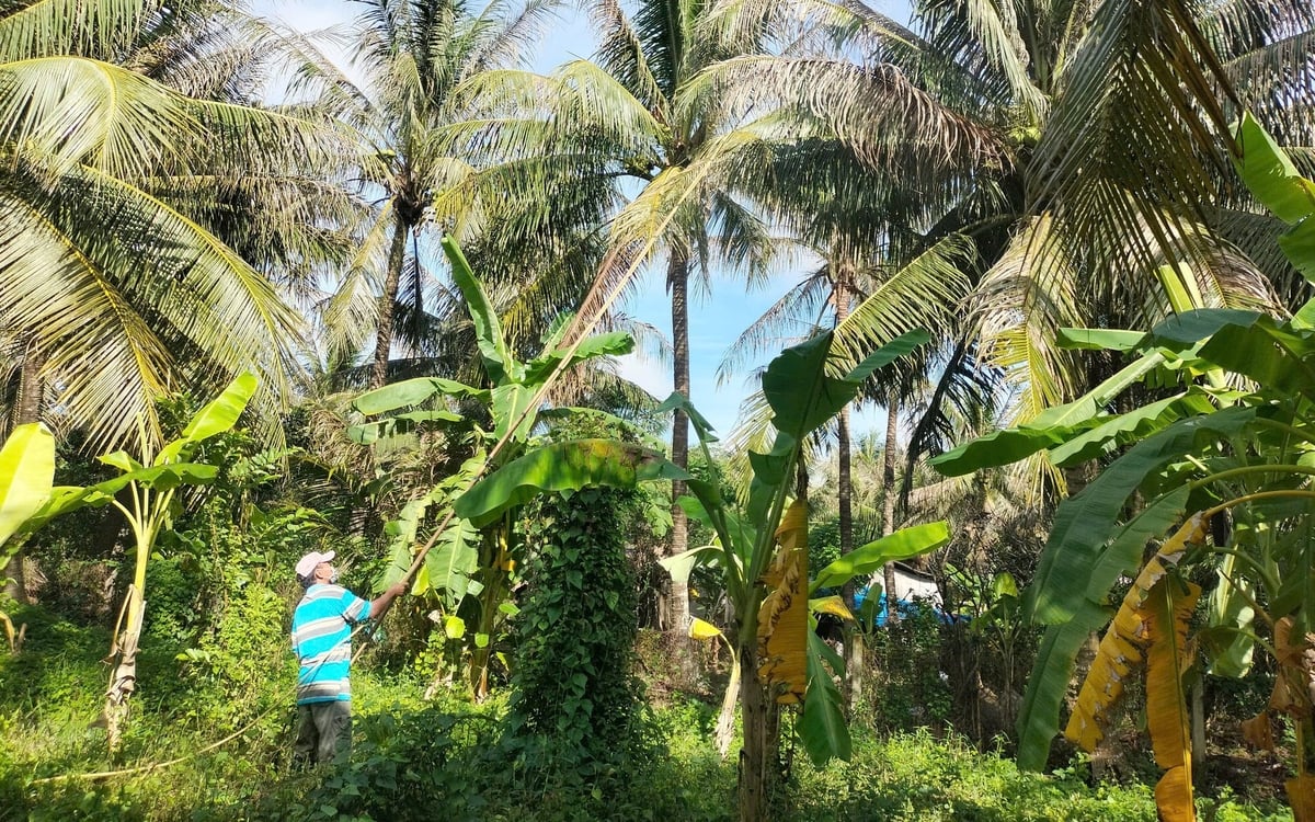 Nông dân chăm sóc, bảo vệ vườn dừa tránh sâu đầu đen gây hại. Ảnh: Minh Đảm. Nông dân chăm sóc, bảo vệ vườn dừa tránh sâu đầu đen gây hại. Ảnh: Minh Đảm.