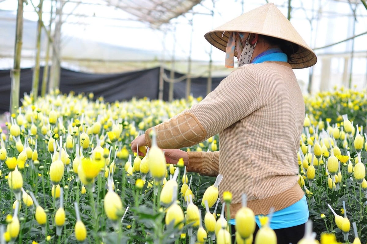 Lam Dong, a prominent flower cultivation region in Vietnam, experiences a 5–7% annual increase in both flower-growing area and yield. Photo: Phuong Chi.