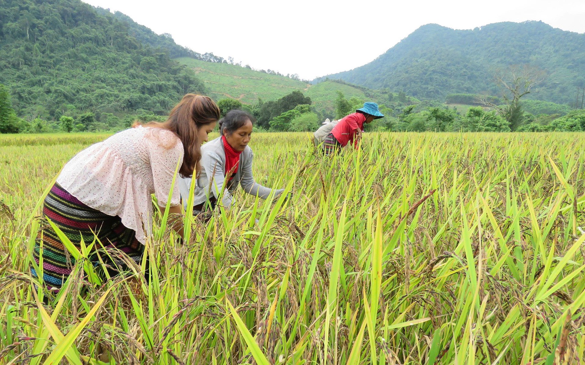 Bà con dân tộc xã Ngân Thủy (huyện Lệ Thủy) thu hoạch lúa nếp than. Ảnh: T. Phùng. Bà con dân tộc xã Ngân Thủy (huyện Lệ Thủy) thu hoạch lúa nếp than. Ảnh: T. Phùng.