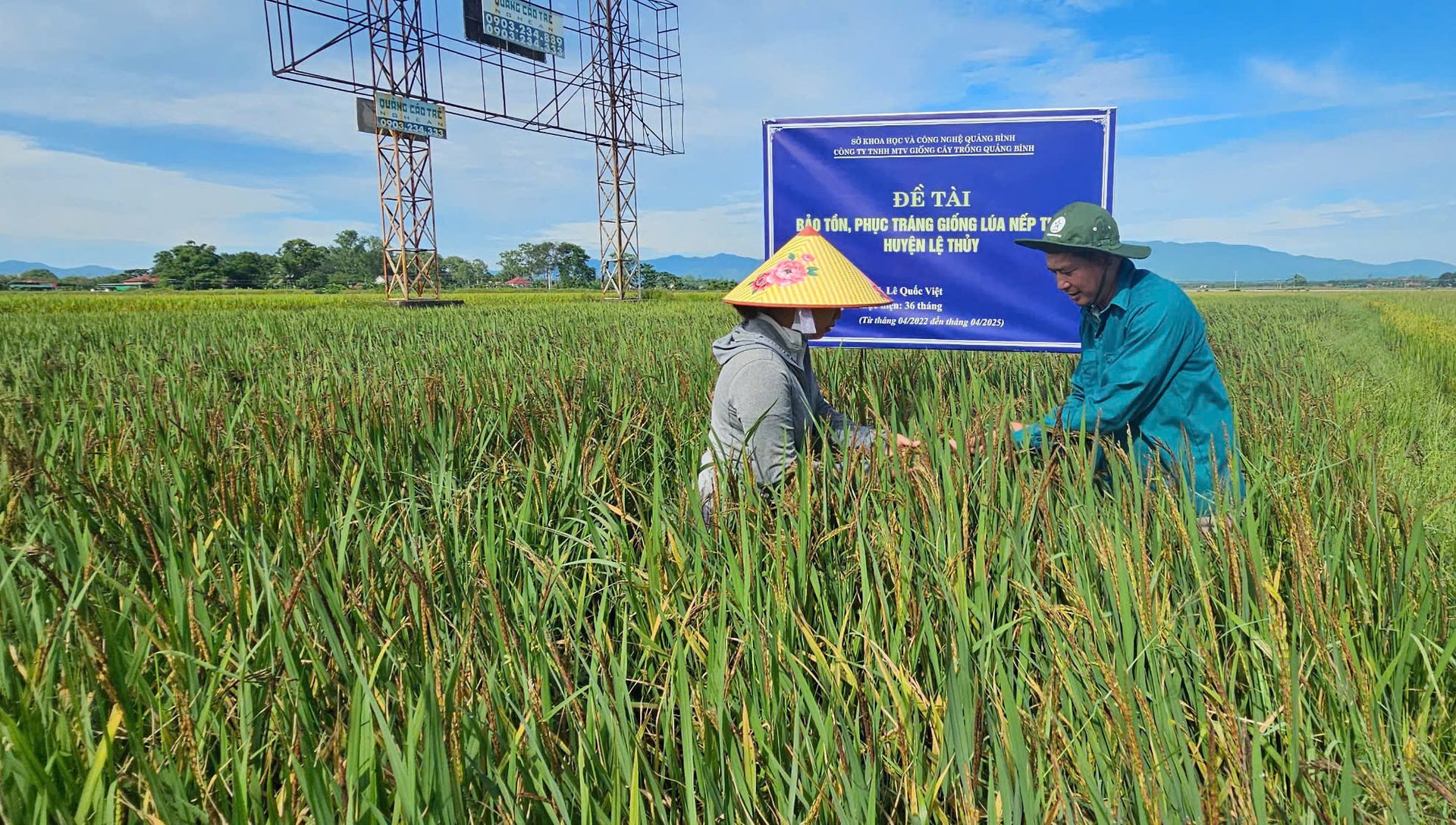 Mô hình lúa nếp than tại Trung tâm Nghiên cứu và Phát triển Giống cây trồng Phúc Lý trong vụ xuân 2025. Ảnh: T. Phùng. Mô hình lúa nếp than tại Trung tâm Nghiên cứu và Phát triển Giống cây trồng Phúc Lý trong vụ xuân 2025. Ảnh: T. Phùng.