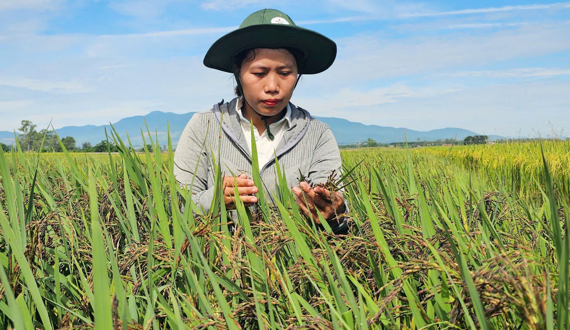 Giống lúa nếp than cho năng suất cao trên ruộng nước. Ảnh: T. Phùng. Giống lúa nếp than cho năng suất cao trên ruộng nước. Ảnh: T. Phùng.