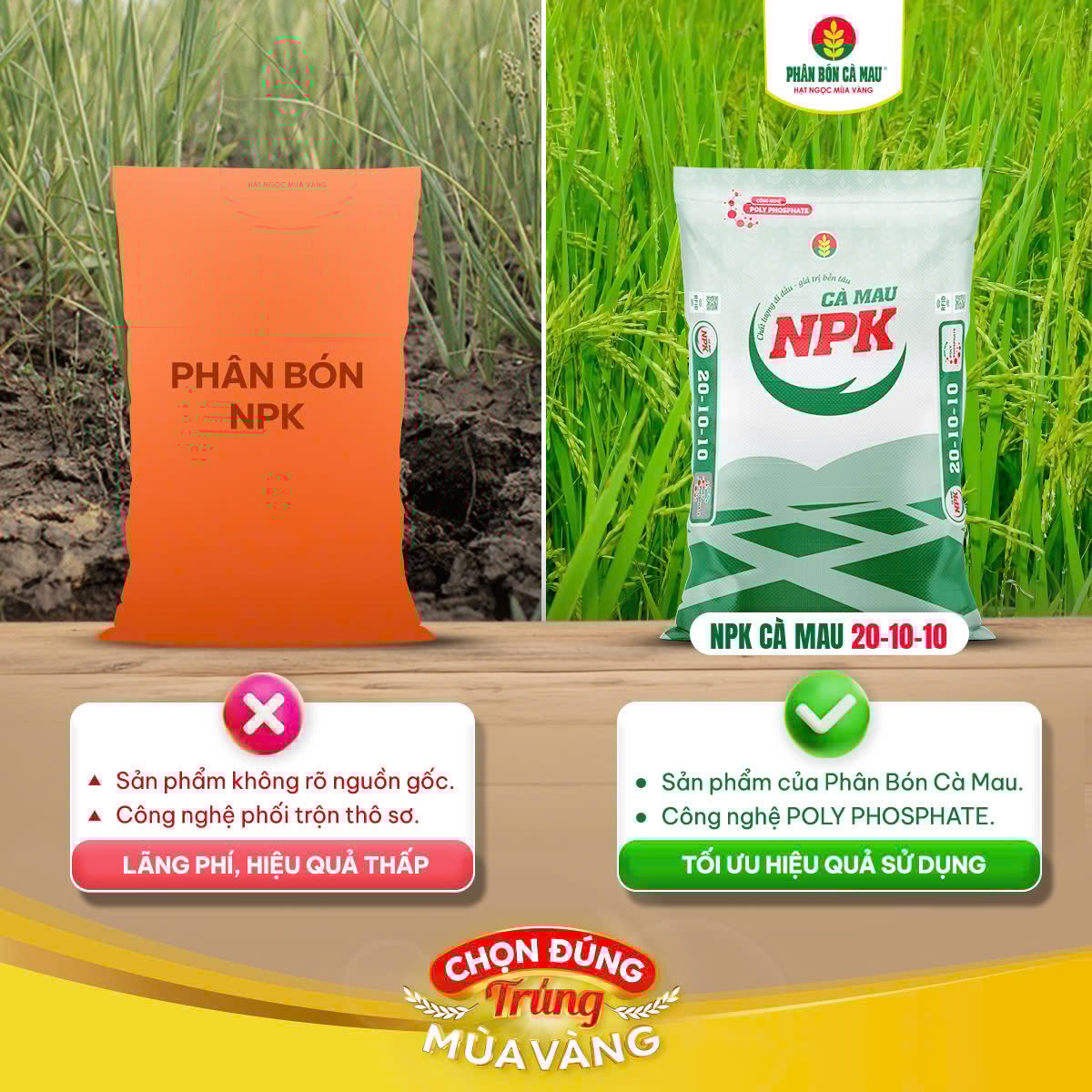 Công nghệ Polyphosphate của NPK Cà Mau 20-10-10 giúp rễ khoẻ, cây sung, mùa nào cũng trúng Công nghệ Polyphosphate của NPK Cà Mau 20-10-10 giúp rễ khoẻ, cây sung, mùa nào cũng trúng