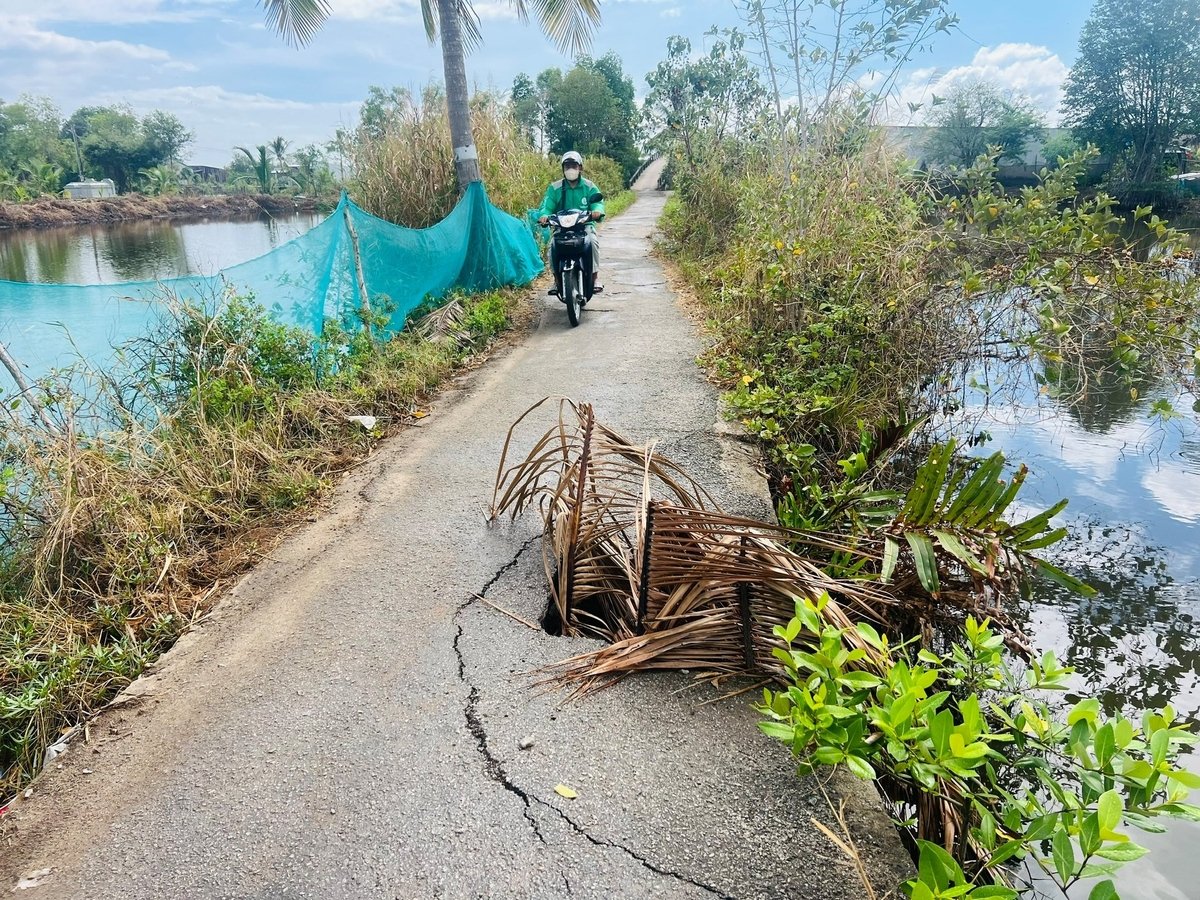 Tuyến đường bị sụt lún trên địa bàn huyện Cái Nước. Ảnh: Trọng Linh. Tuyến đường bị sụt lún trên địa bàn huyện Cái Nước. Ảnh: Trọng Linh.