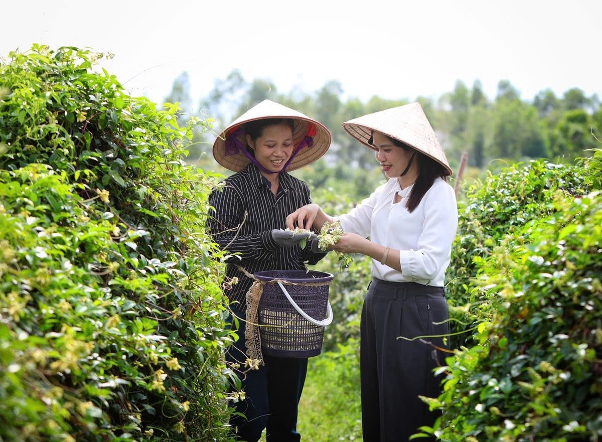 Chị Nguyễn Thị Kim Dung (áo trắng), Giám đốc HTX sản xuất và tiêu thụ sâm nam núi Dành Liên Chung hướng dẫn các xã viên thu hoạch hoa sâm nam núi Dành. Ảnh: Phạm Minh. Chị Nguyễn Thị Kim Dung (áo trắng), Giám đốc HTX sản xuất và tiêu thụ sâm nam núi Dành Liên Chung hướng dẫn các xã viên thu hoạch hoa sâm nam núi Dành. Ảnh: Phạm Minh.