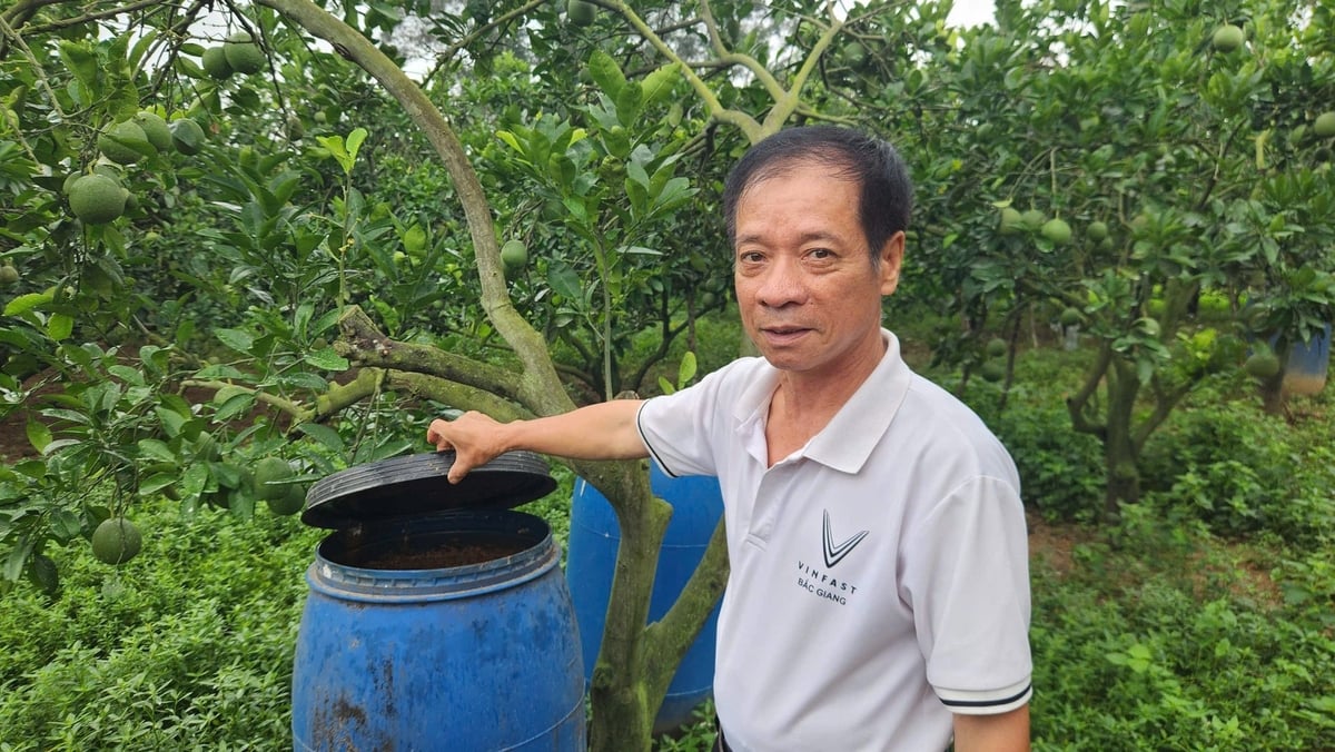 'Cá ủ khoảng một tháng là tưới được rồi. Mùi hơi nặng lúc đầu, nhưng cây lại ưa. Không cần phân hóa học', ông Vui giải thích. Ảnh: Phạm Minh. 'Cá ủ khoảng một tháng là tưới được rồi. Mùi hơi nặng lúc đầu, nhưng cây lại ưa. Không cần phân hóa học', ông Vui giải thích. Ảnh: Phạm Minh.
