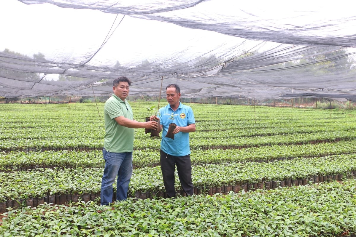 400.000 cây giống cà phê của HTX Dịch vụ nông nghiệp Nghĩa Hòa đã được đặt mua hết từ trước. Ảnh: ĐL. 400.000 cây giống cà phê của HTX Dịch vụ nông nghiệp Nghĩa Hòa đã được đặt mua hết từ trước. Ảnh: ĐL.