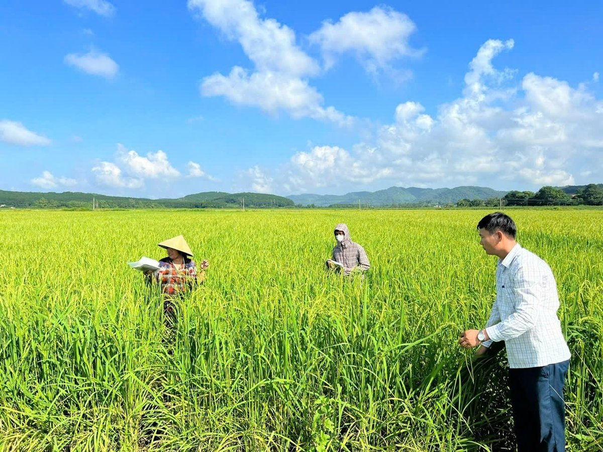 Những cánh đồng lúa ở Thanh Hóa xanh tốt nhờ được khôi phục đất. (Ảnh minh họa).