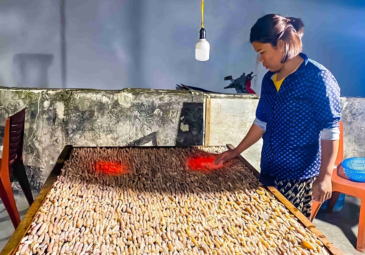 Sá sùng được mang đi sấy khô trên than hoa. Ảnh: Tường Vy.